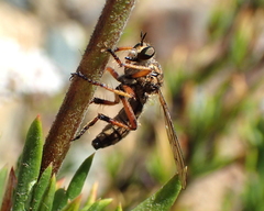 Callinicus pictitarsis