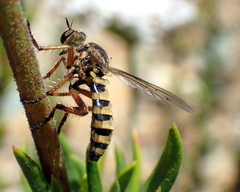 Callinicus pictitarsis