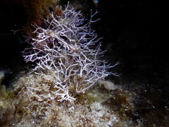 Amphiroa rigida