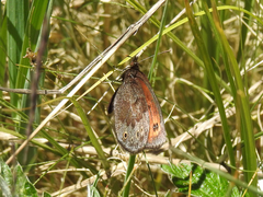 Erebia epipsodea