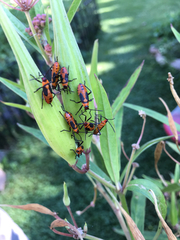 Oncopeltus fasciatus
