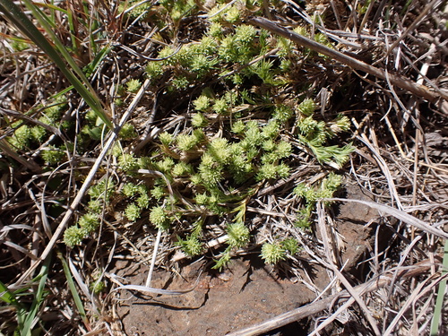 Scleranthus diander observed 2024-11-03
