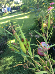 Oncopeltus fasciatus