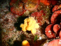 Axinella damicornis