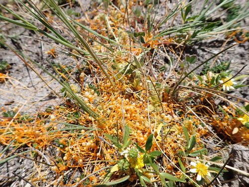 Image of Cuscuta tasmanica by (c) Nina Kerr, some rights reserved (CC BY)