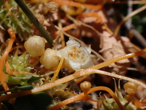 Image of Cuscuta tasmanica by (c) Nina Kerr, some rights reserved (CC BY)