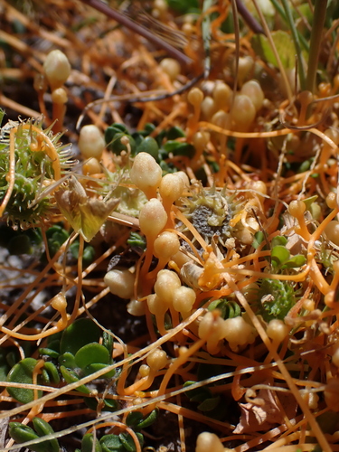 Image of Cuscuta tasmanica by (c) Nina Kerr, some rights reserved (CC BY)