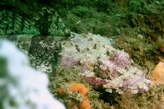 Thysanophrys cirronasus