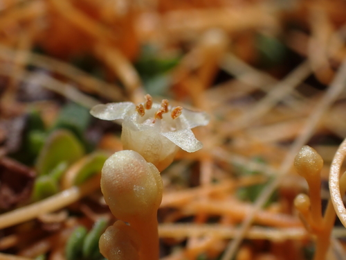 Image of Cuscuta tasmanica by (c) Nina Kerr, some rights reserved (CC BY)
