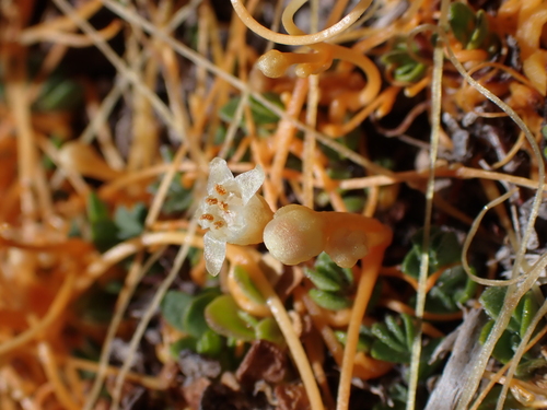 Image of Cuscuta tasmanica by (c) Nina Kerr, some rights reserved (CC BY)