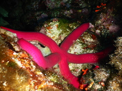 Ophidiaster ophidianus