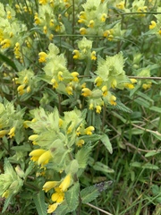 Rhinanthus alectorolophus