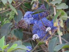 Memecylon umbellatum