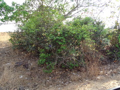 Memecylon umbellatum