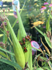 Oncopeltus fasciatus