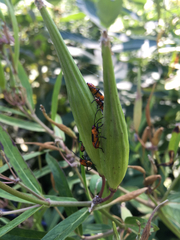 Oncopeltus fasciatus