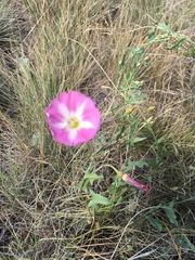 Convolvulus arvensis