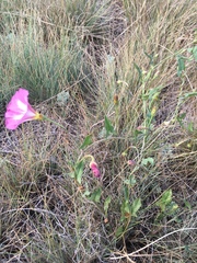 Convolvulus arvensis