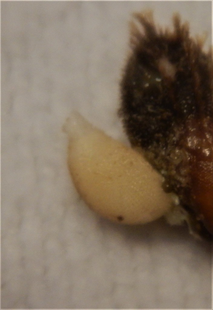 Sycon elegans