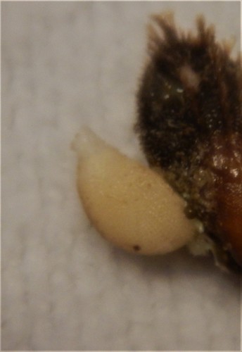 Sycon elegans