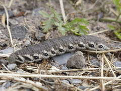 Proserpinus proserpina