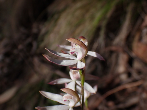 Image of Caladenia moschata by (c) Nina Kerr, some rights reserved (CC BY)