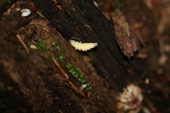 Lamprohiza splendidula