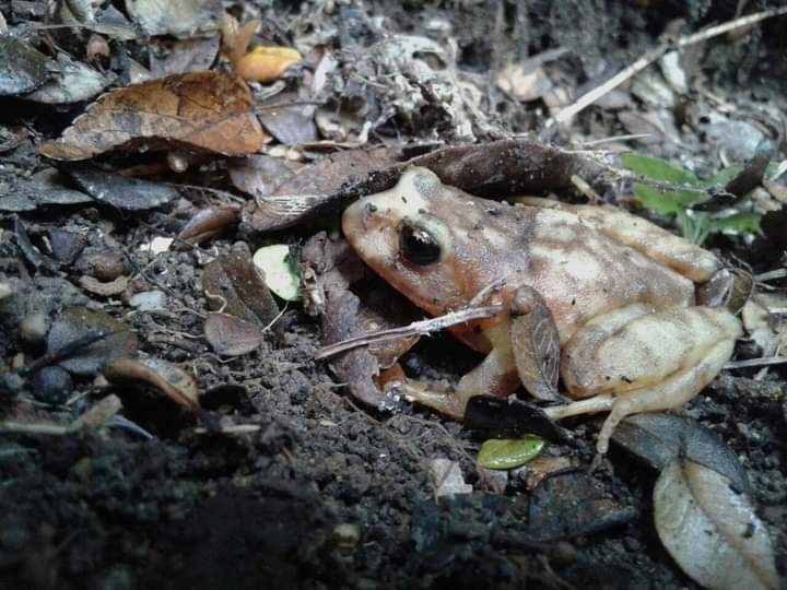 Eupsophus insularis (Philippi, 1902)