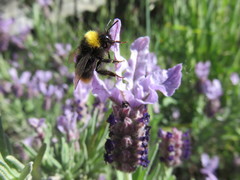 Bombus pratorum