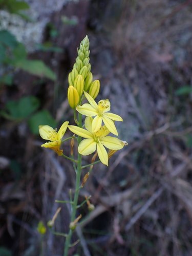 Bulbine glauca