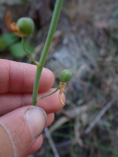 Bulbine glauca