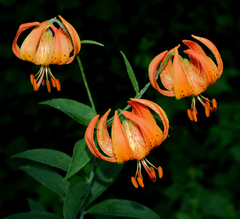 Lilium michiganense