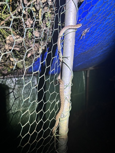 Coastal Carpet Python sighting