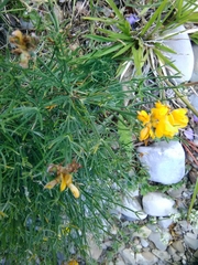 Genista radiata