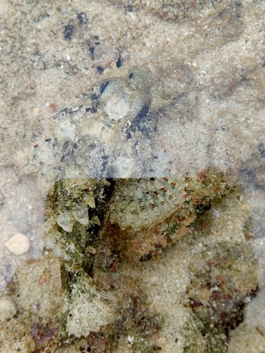 Parascorpaena aurita observed 2024-11-09