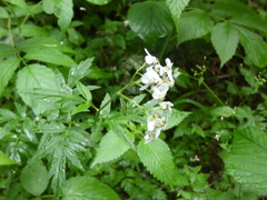Achillea macrophylla