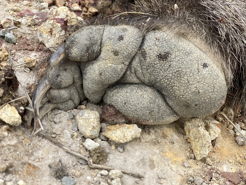 Tasmanian Wombat from Tasmania, Gladstone, TAS, AU on November 09, 2024 ...