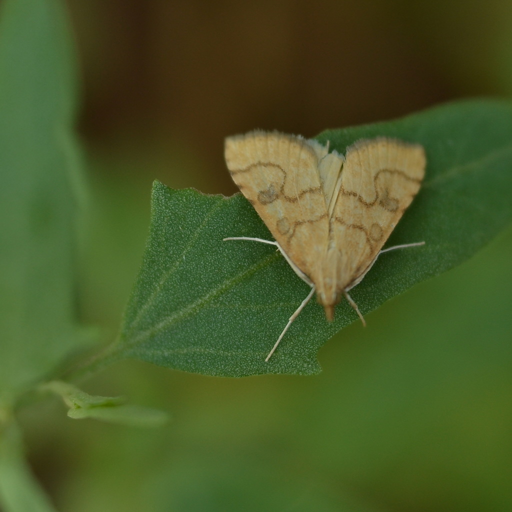 Udea languidalis