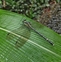 Leptogomphus sauteri formosanus