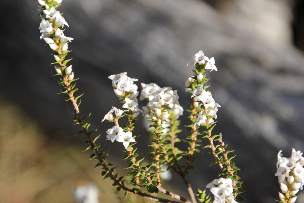 Wabonga Epacris gunnii from Wabonga VIC 3678, Australia on November 5, 2024 at ...