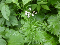 Achillea macrophylla