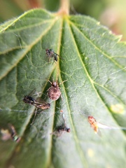 Araneae