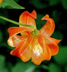 Lilium michiganense