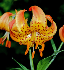 Lilium michiganense