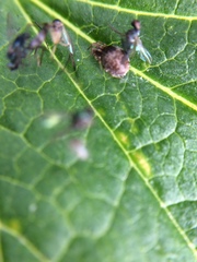 Araneae