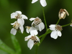 Achillea macrophylla
