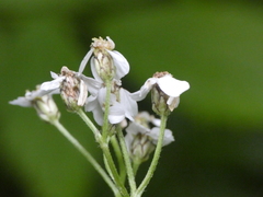Achillea macrophylla