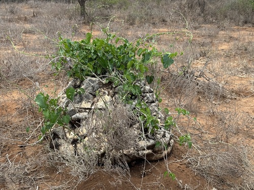 Pyrenacantha malvifolia, photograph 1