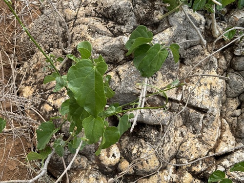 Pyrenacantha malvifolia