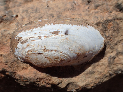 Velesunio wilsonii